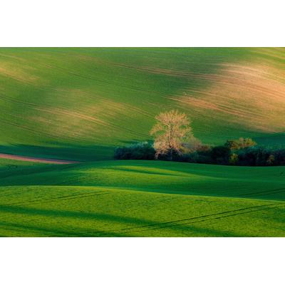 Fototapete PAPERMOON "Feld mit Hütte", bunt, B:5m L:2,8m, Vlies, Tapeten
