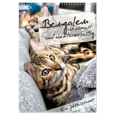 Bengalen - verschmust und abenteuerlustig (Wandkalender 2027 DIN A3 hoch), CALVENDO Monatskalender