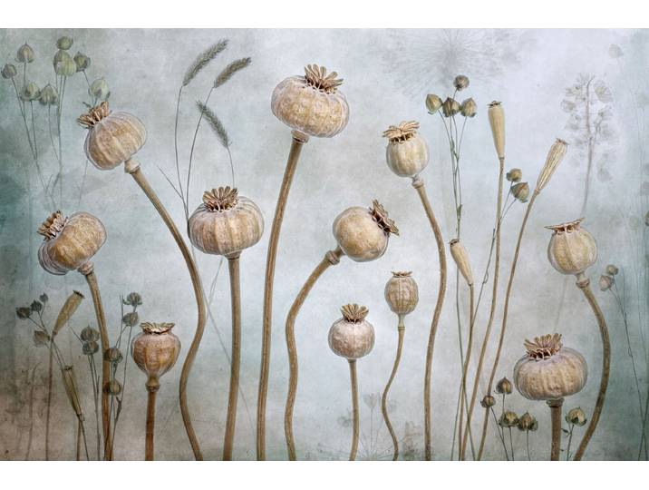 Fototapete PAPERMOON Photo-Art MANDY DISHER, MOHN , bunt, B:2,5m L:1,86m, Vlies, Tapeten, Fototapete