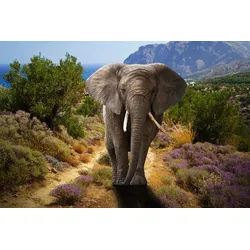 Fototapete PAPERMOON "ELEFANT-NATUR AFRIKA SAFARI TIERE ELEFANTEN LANDSCHAFT", bunt, B:5m L:2,8m, Vlies, Tapeten