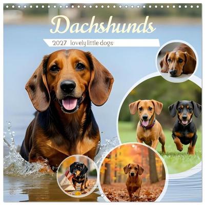 Dachshunds - lovely little dogs (Wall Calendar 2027 12 × 12 Inch) CALVENDO 12 Month Wall Calendar