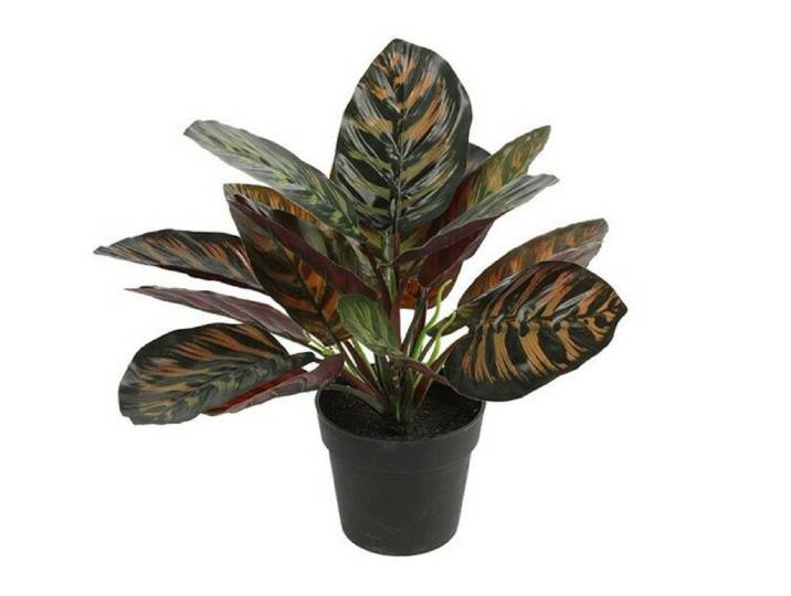 Countryfield zijden Calathea kunstplant 28 cm groen