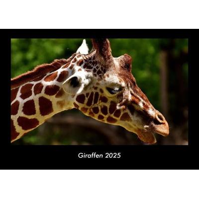 Giraffen 2025 Fotokalender DIN A3