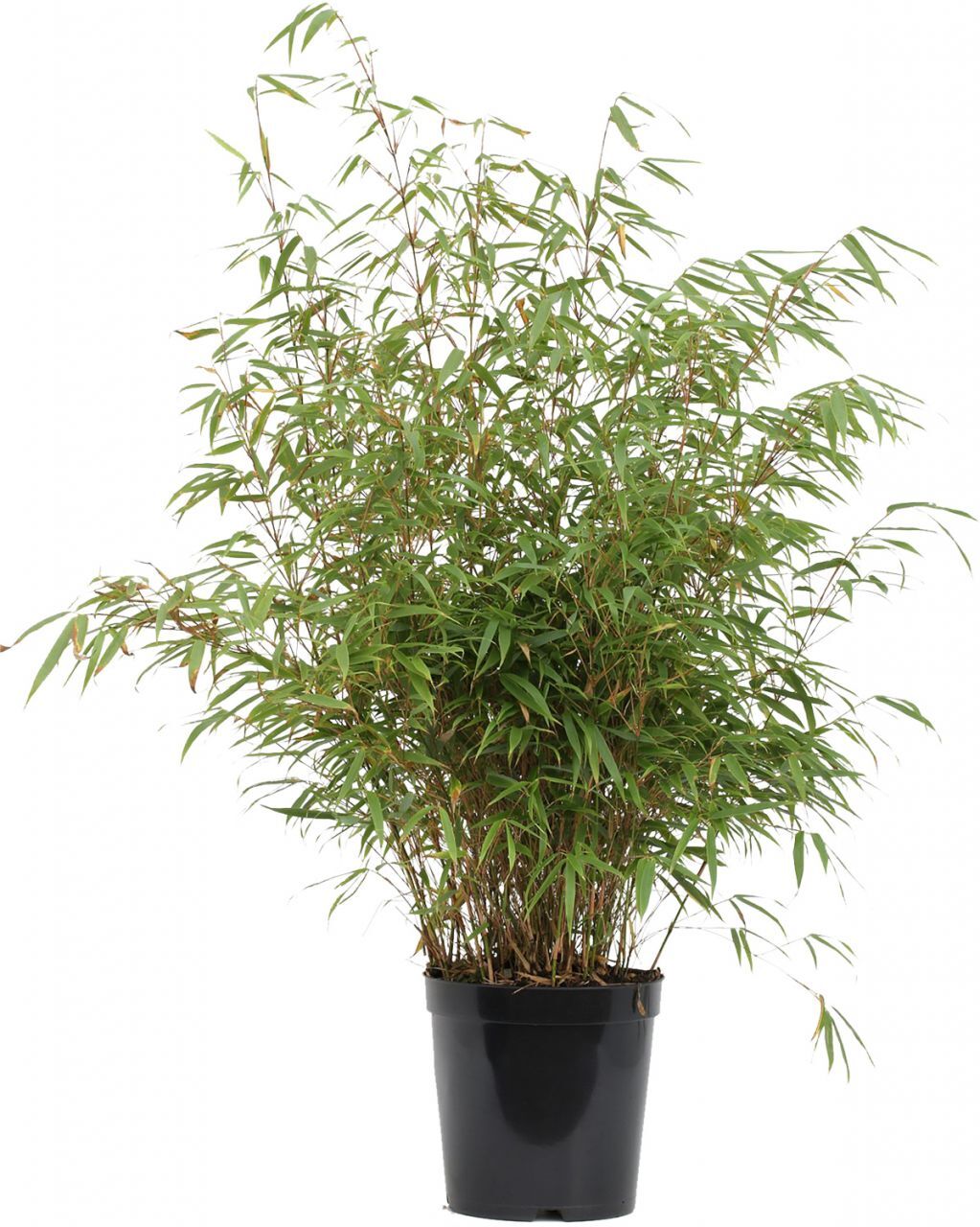 Pflanzen Bambus 40-60 cm hoch Fargesia murielae Rufa, 5 L Container