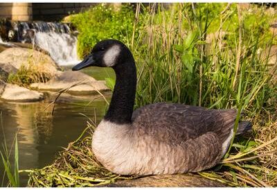 Hi-Line Gift Sitting Canadian Goose Garden Statue