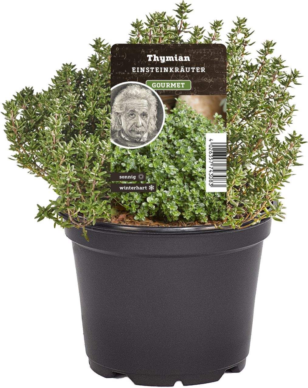 Pflanzen Einsteinkräuter Thymian vulgaris 12 cm Topf