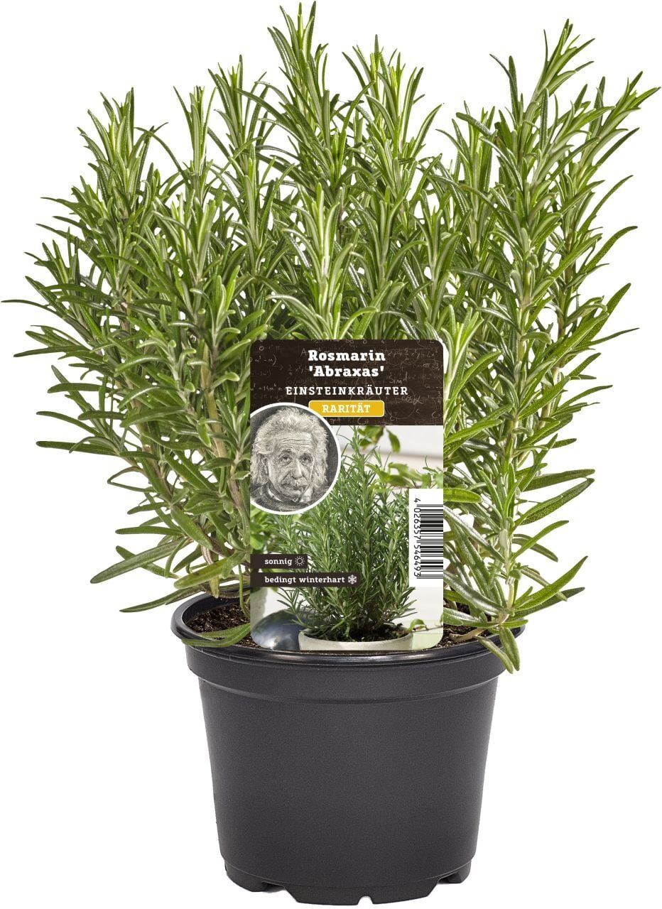 Pflanzen Einsteinkräuter Rosmarin 12 cm Topf