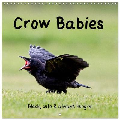 Crow Babies - Black, cute & always hungry (Wall Calendar 2027 12 × 12 Inch) CALVENDO 12 Month Wall Calendar