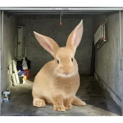 Scheurich Garagentorplane Hase, für Schwing- und Sektionaltore