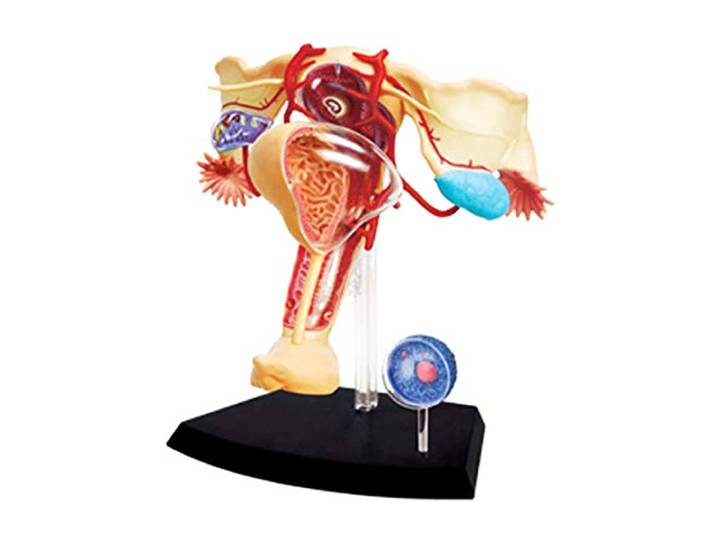 ZJFHEYUO Anatomisches Gebärmuttermodell, Modell des weiblichen Fortpflanzungssystems, Anatomie der menschlichen Körperorgane, abnehmbares Puzzle, Zusammenbauspielzeug, medizinisch