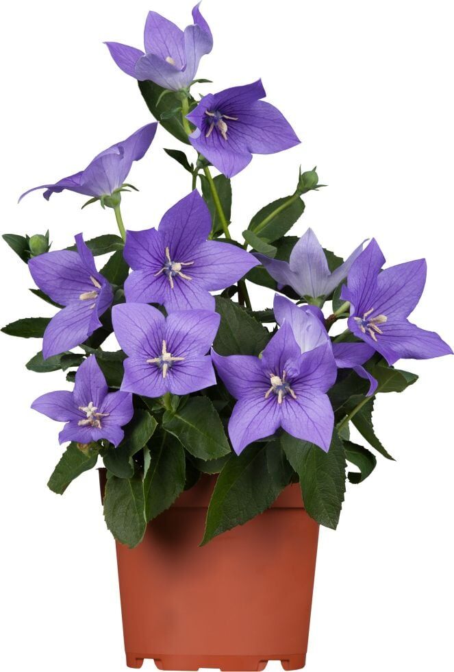 Pflanzen Ballonblume Platycodon H ca 60 cm 12 cm Topf