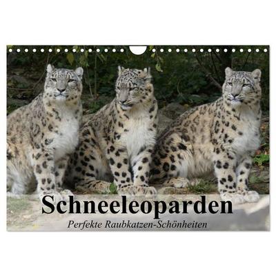 Schneeleoparden. Perfekte Raubkatzen-Schönheiten (Wandkalender 2027 DIN A4 quer), CALVENDO Monatskalender
