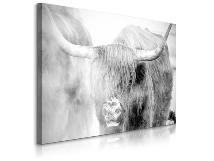 Muralo Wandbilder Tiermotiv, Schottisches Hochlandrind - 100x70 cm