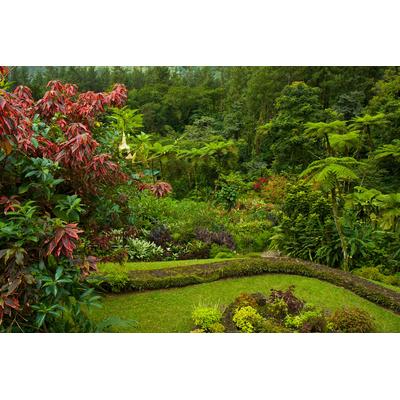Fototapete PAPERMOON "GARTEN-BLUMEN BÄUME PFLANZEN PARK STEINE BLÜTEN WALD", bunt, B:2,5m L:1,86m, Vlies, Tapeten