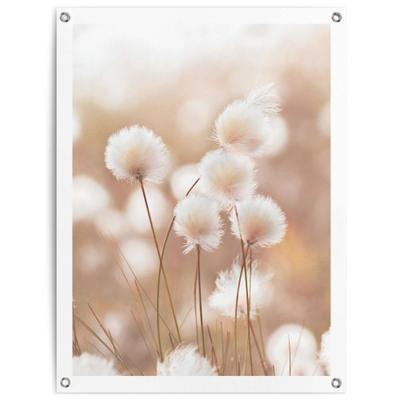 Poster REINDERS "Baumwollzweig", beige (farbe bild(er): beige), B:60cm H:80cm T:0,1cm, Bilder, Poster, Garten - Trockenblume - Beige - Leinwand - Blumen und Pflanzen