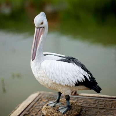 Hi-Line SoReal White pelican