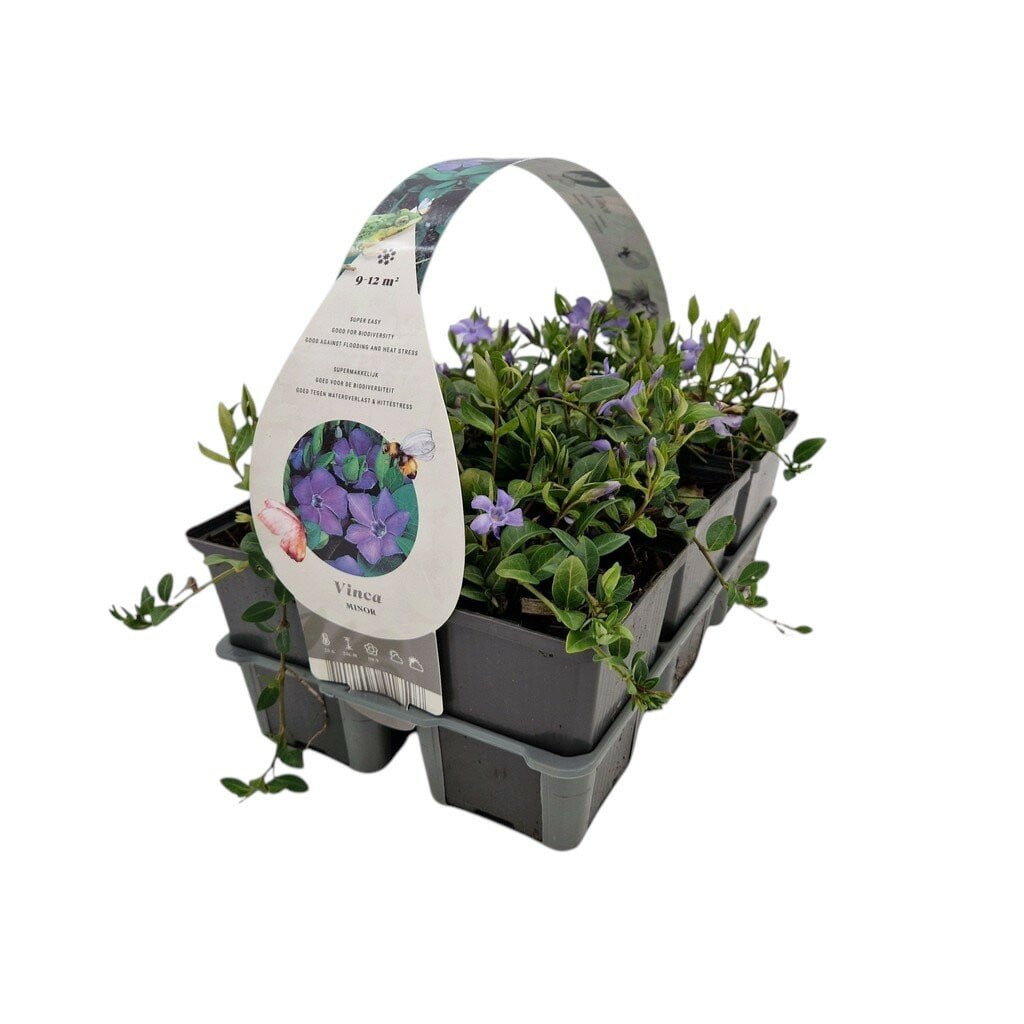 De Jong tuinplanten Vinca minor - Kleine maagdenpalm