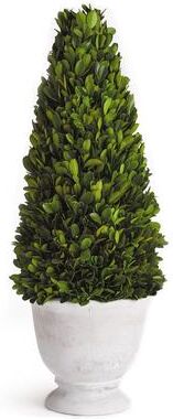 Porch & Petal Boxwood Cone Topiary In Pot