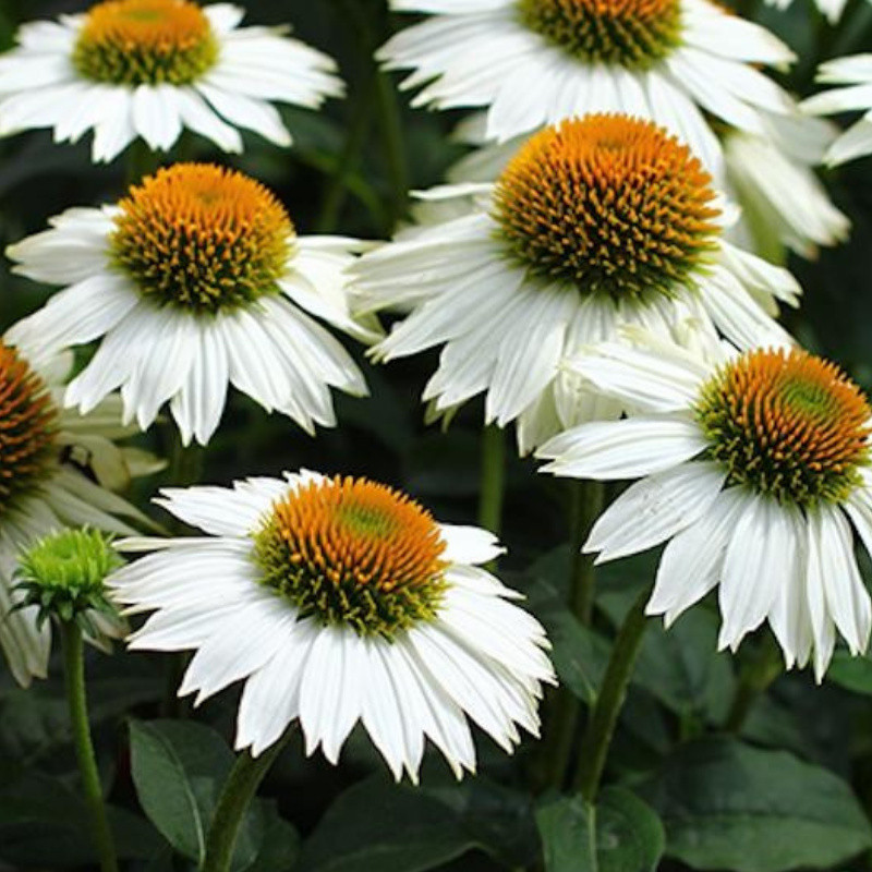 6 x Echinacea purpurea Pow Wow White Nepzonnebloem in pot 9x9 cm van Arborix
