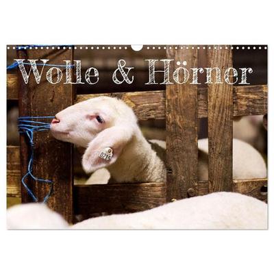 Wolle & Hörner (Wandkalender 2027 DIN A3 quer), CALVENDO Monatskalender