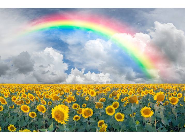 Fototapete PAPERMOON Rainbow Sunflowers , bunt, B:1,5m L:1,11m, Vlies, Tapeten, Fototapete