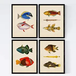 POSTER Set mit 4 Komoren 10 verschiedenen Fischen A4 Rahmenlos