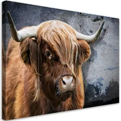 WANDBILD schottische kuh tier natur