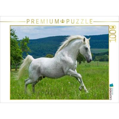 CALVENDO Puzzle Lipizzaner Hengst Pluto Darina | 1000 Teile Lege-Größe 64x48cm Foto-Puzzle für glückliche Stunden