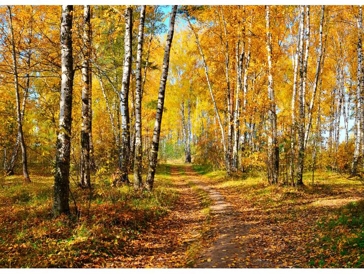 Fototapete PAPERMOON Autumn Forest , bunt, B:5m L:2,8m, Vlies, Tapeten, Fototapete