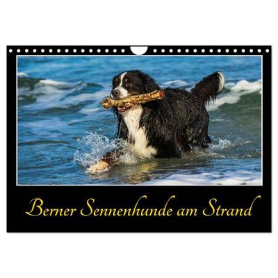 Berner Sennenhunde am Strand (Wandkalender 2026 DIN A4 quer), CALVENDO Monatskalender