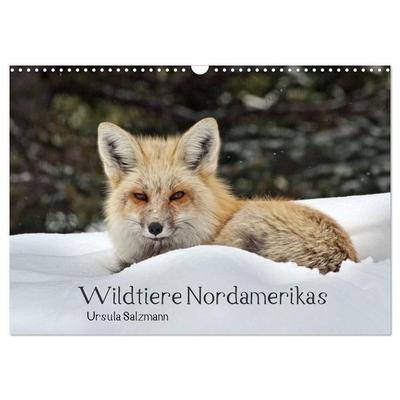 Wildtiere Nordamerikas (Wandkalender 2027 DIN A3 quer), CALVENDO Monatskalender