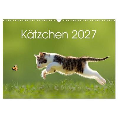 Kätzchen 2027 (Wandkalender 2027 DIN A3 quer), CALVENDO Monatskalender