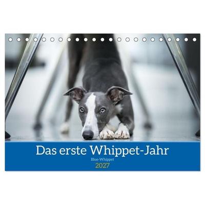 Das erste Whippet-Jahr (Tischkalender 2027 DIN A5 quer), CALVENDO Monatskalender