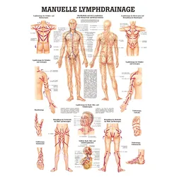 anat. Lehrtafel: Manuelle Lymphdrainage 70 x 100 cm, laminiert