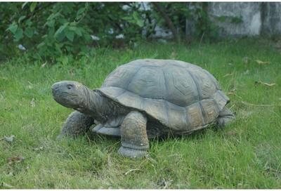 Hi-Line Gift Ltd. Large Turtle