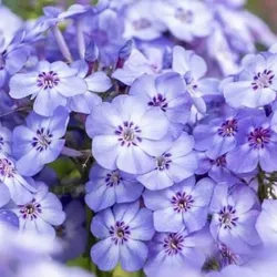 Rispenphlox – Phlox paniculata 'Blue Dolphin'