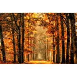 Fototapete PAPERMOON "Photo-Art VAN DE, BEENDEN SIE DAS PORTAL", bunt, B:2,5m L:1,86m, Vlies, Tapeten