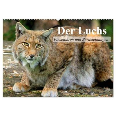Der Luchs. Pinselohren und Bernsteinaugen (Wandkalender 2027 DIN A2 quer), CALVENDO Monatskalender