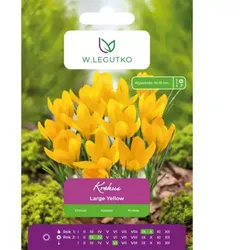 Krokus Large Yellow, 7 Stück