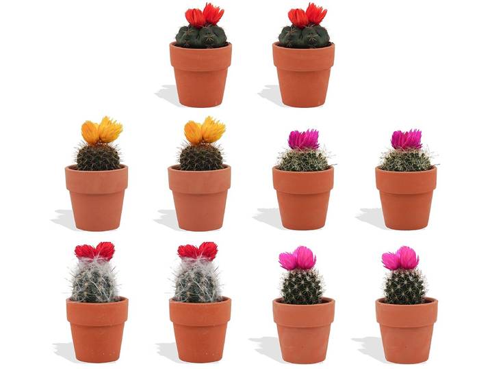 DutchLeafs Cactussen met Plakbloem in Terracotta Bloempot - 10 Stuks - Kwekerspot 5\,5 cm - Hoogte 8-15 cm - Mini Cactussen - Kamerplanten
