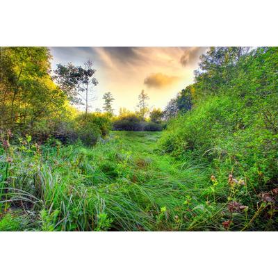 Fototapete PAPERMOON "Grüne Wiese", bunt, B:2m L:1,49m, Vlies, Tapeten