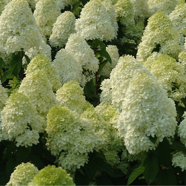 Arborix Hortensia Hydrangea paniculata Limelight 60-80 cm in pot