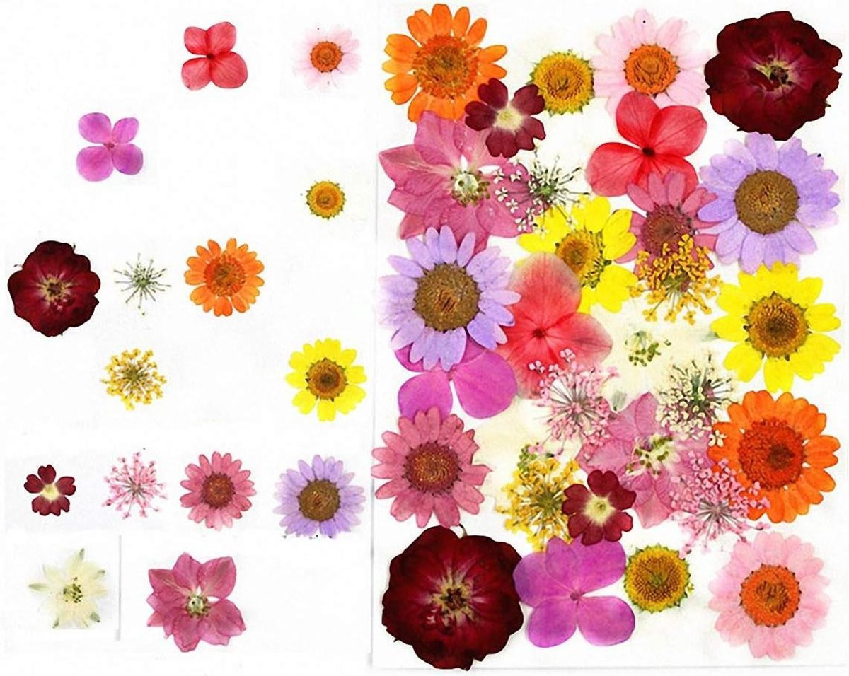 30 stuks Gedroogde Geperste Bloemen en Decoratieve Bladeren - Gemengde Echte Natuurlijke Bloemen voor Handwerk Decoratie