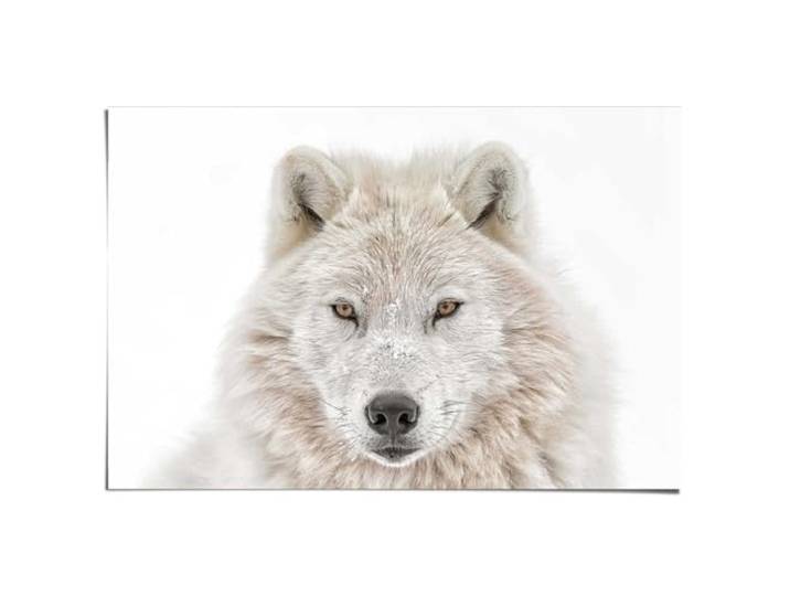 REINDERS Poster, Weisser Wolf, Schlafzimmer, Poster, Wanddeko, Room Decor, Bilderdruckpapier, Weiß, 61 x 91,5