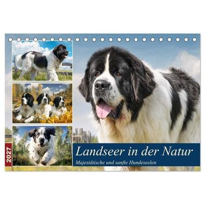 Landseer in der Natur. Majestätische und sanfte Hundeseelen (Tischkalender 2027 DIN A5 quer), CALVENDO Monatskalender
