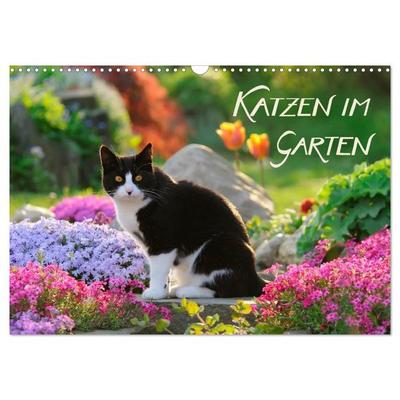 Katzen im Garten (Wandkalender 2026 DIN A3 quer), CALVENDO Monatskalender