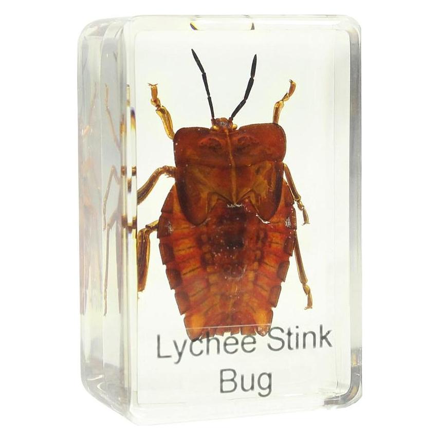 Omegon Mikroskopas Prepared slide - shield bug (4049467333029)