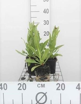 6x Helenium bigelovii The Bishop superbum - Zonnebloem - Pot van 9 x 9 cm - GRDplanten