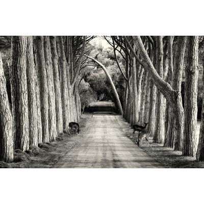 Fototapete PAPERMOON "Photo-Art SANDRA STIMAC, OHNE TITEL", bunt, B:3,5m L:2,6m, Vlies, Tapeten