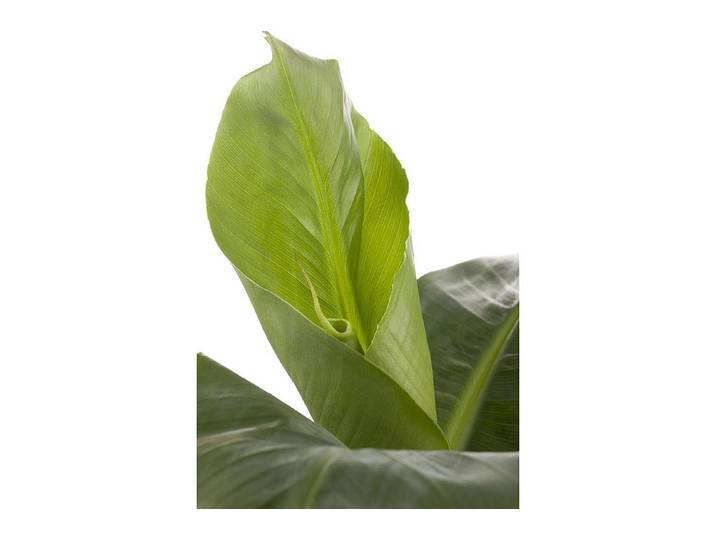 Qualité & Prix Zierbanane Musa Banana Tropicana ⌀ 12 cm